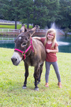 Load image into Gallery viewer, Family Sessions at The Farm
